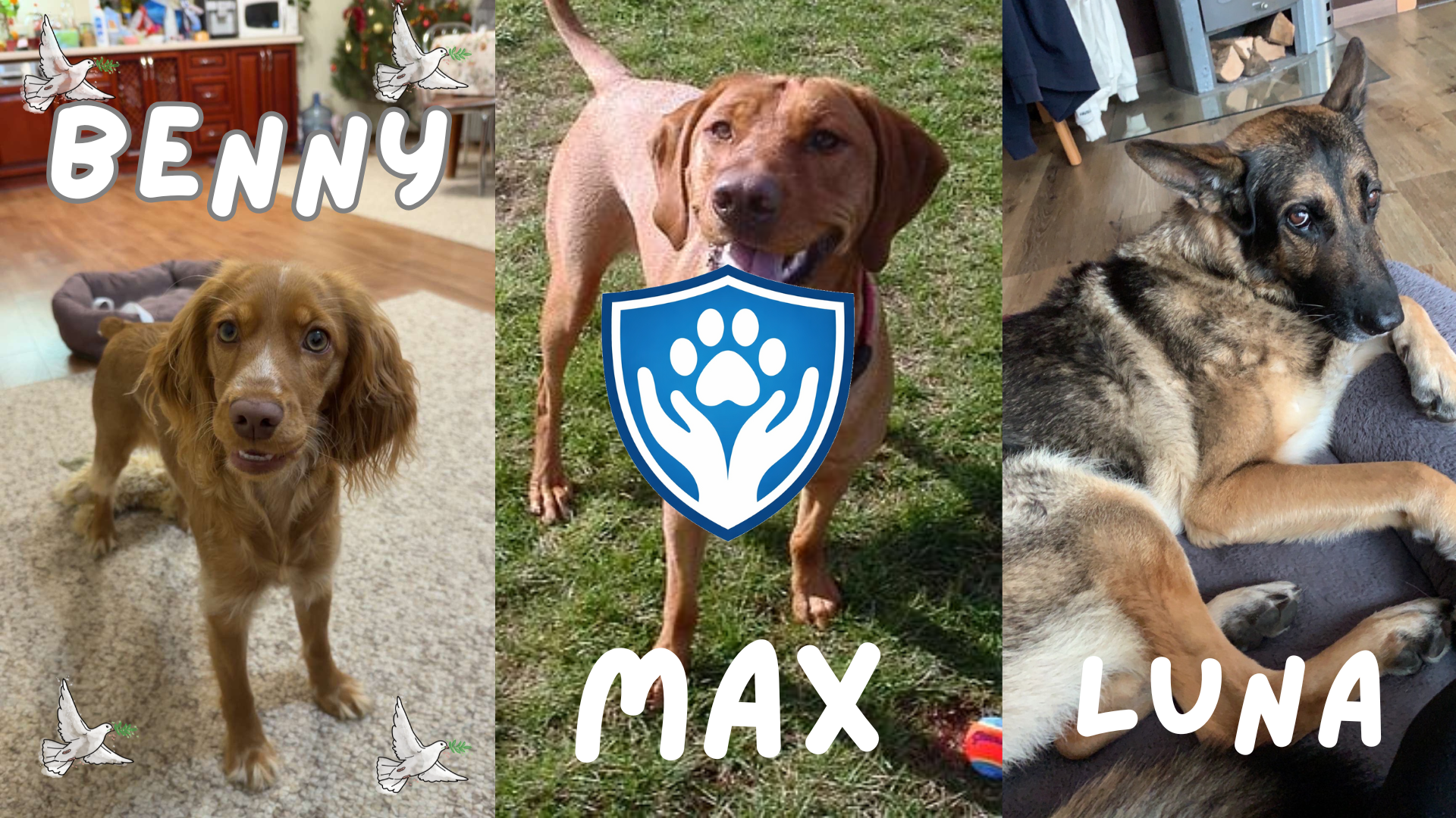 ProtectThePaws Provides Update on Recent Dog Rescues and Medical Care Outcomes