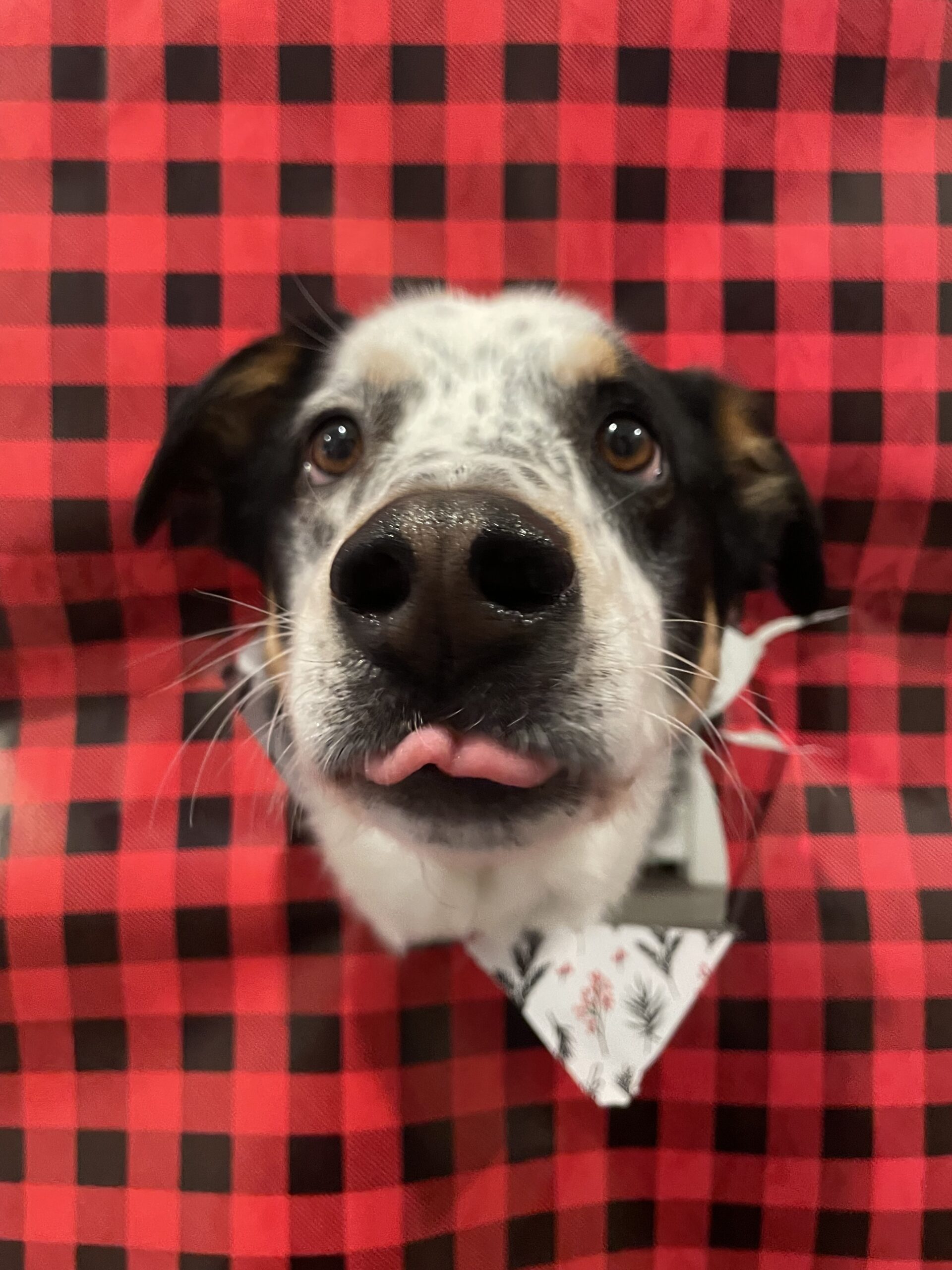 Sally Said So Professional Dog Training expands in home services and group training options for Greenville SC dog owners